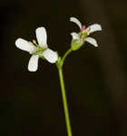 Spreading rockcress